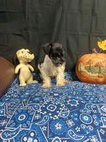 Charley's male #1, a male Miniature Schnauzer for sale in Frankston, TX – 5 of 7