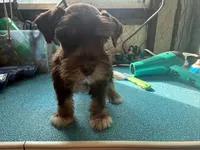 Miley Piper #3, a male Miniature Schnauzer for sale in Frankston, TX – 4 of 5
