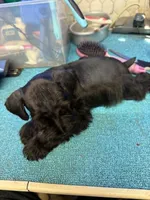Remi male #1, a male Miniature Schnauzer for sale in Frankston, TX – 3 of 4