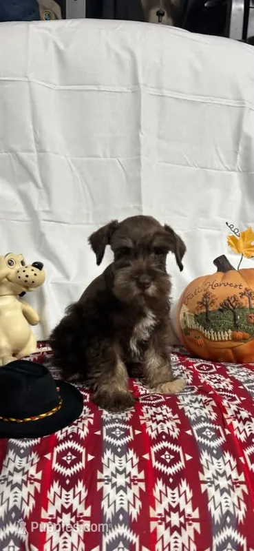 Destiny #4 – Miniature Schnauzer puppy for sale in Frankston, TX