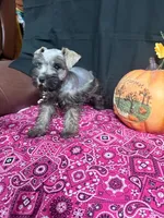 Charley's female , a female Miniature Schnauzer for sale in Frankston, TX – 4 of 8