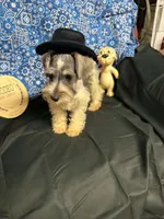 Piper's male #2, a male Miniature Schnauzer for sale in Frankston, TX – 8 of 8