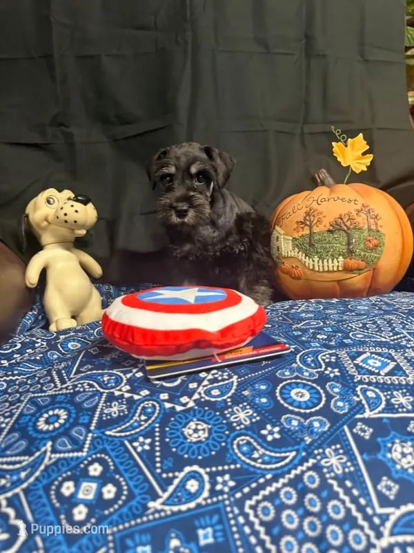 Charley's male #3 – Miniature Schnauzer puppy for sale in Frankston, TX