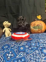 Charley's male #3, a male Miniature Schnauzer for sale in Frankston, TX – 1 of 7