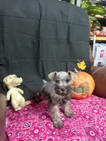 Charley's female , a female Miniature Schnauzer for sale in Frankston, TX – 2 of 8