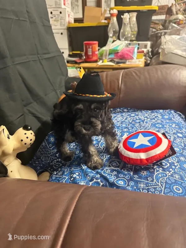 Charley's male #3 – Miniature Schnauzer puppy for sale in Frankston, TX