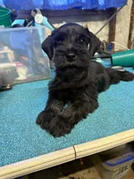 Remi male #1, a male Miniature Schnauzer for sale in Frankston, TX – 1 of 4