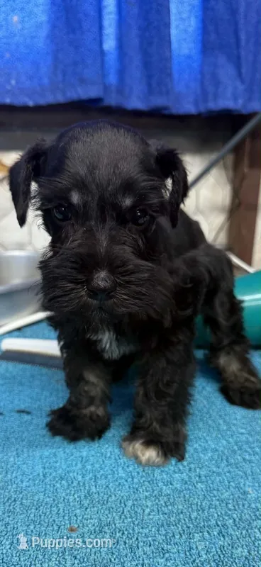 Remi female #1 – Miniature Schnauzer puppy for sale in Frankston, TX