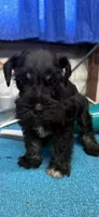 Remi female #1, a female Miniature Schnauzer for sale in Frankston, TX – 3 of 6