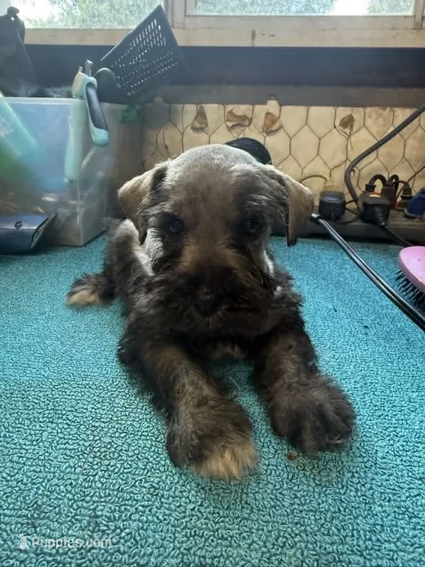 Miley Piper #2 – Miniature Schnauzer puppy for sale in Frankston, TX