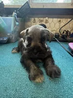 Miley Piper #2, a male Miniature Schnauzer for sale in Frankston, TX – 2 of 4