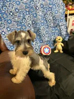 Piper's male #2, a male Miniature Schnauzer for sale in Frankston, TX – 2 of 8