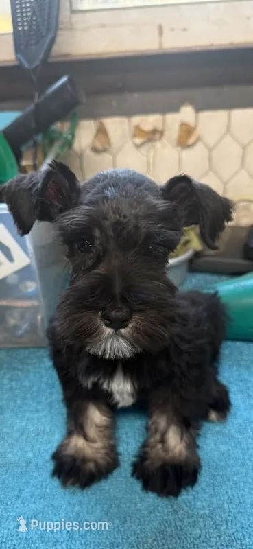 Miley Piper #2 – Miniature Schnauzer puppy for sale in Frankston, TX