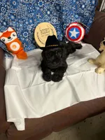 Remi male #3, a male Miniature Schnauzer for sale in Frankston, TX – 2 of 9