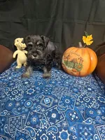 Charley's male #3, a male Miniature Schnauzer for sale in Frankston, TX – 5 of 7