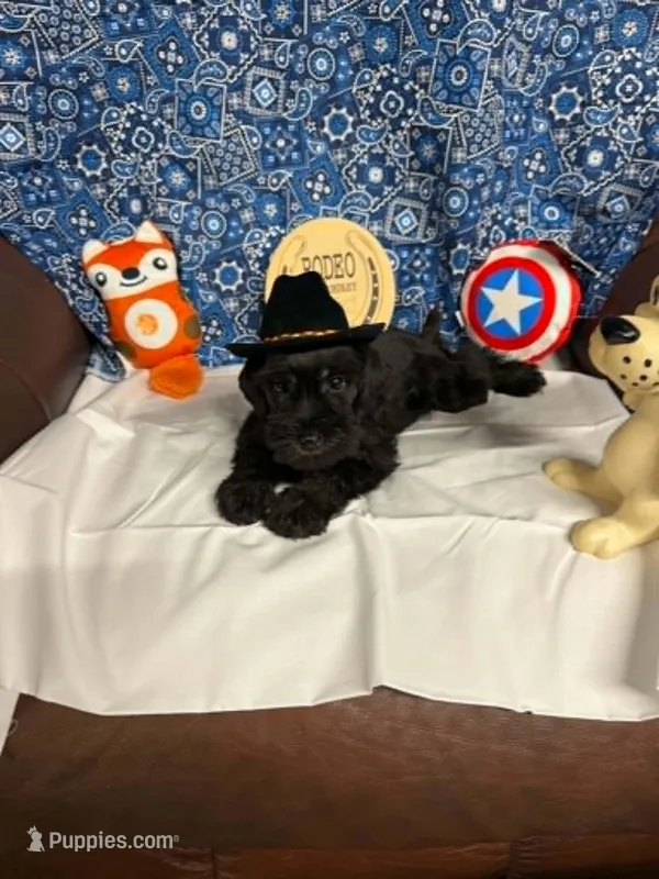 Remi male #3 – Miniature Schnauzer puppy for sale in Frankston, TX