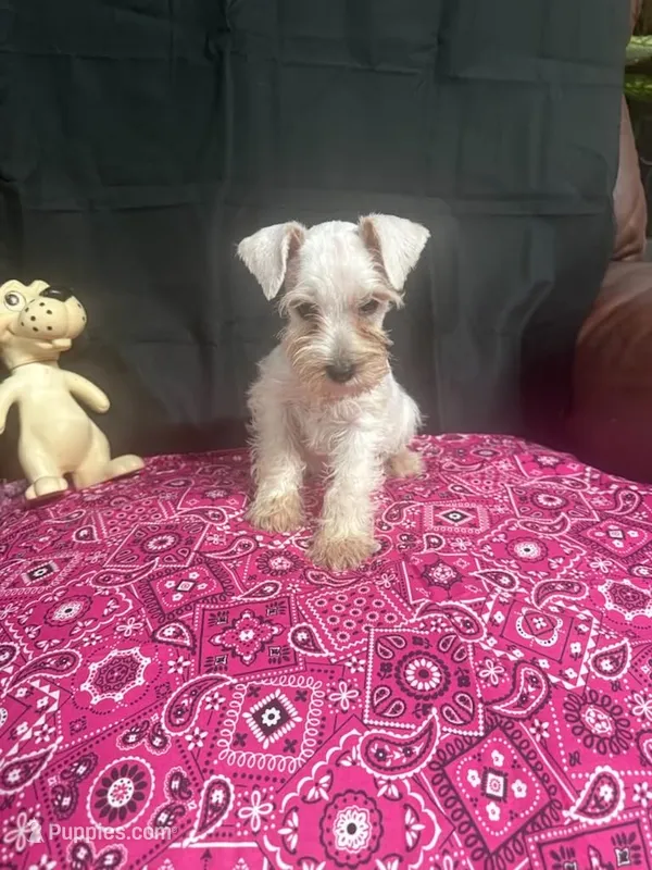 Misty female #1 – Miniature Schnauzer puppy for sale in Frankston, TX