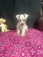 Misty female #1, a female Miniature Schnauzer for sale in Frankston, TX – 1 of 8