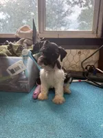 Charley's male #1, a male Miniature Schnauzer for sale in Frankston, TX – 3 of 7