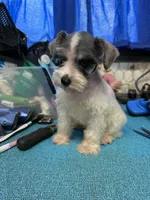Piper's female #1, a female Miniature Schnauzer for sale in Frankston, TX – 3 of 4