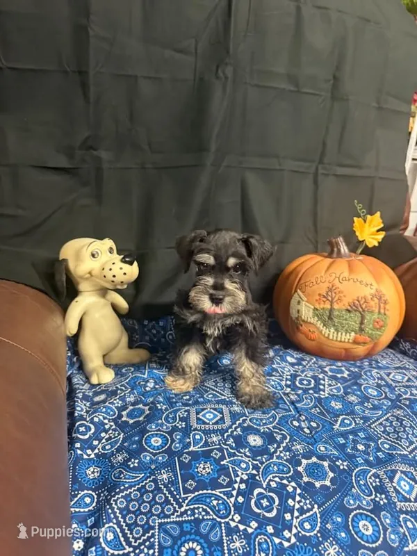 Charley's male #2 – Miniature Schnauzer puppy for sale in Frankston, TX