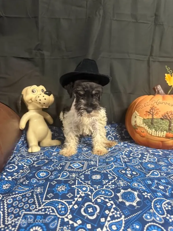 Charley's male #1 – Miniature Schnauzer puppy for sale in Frankston, TX