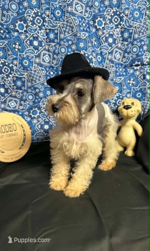 Piper's male #2 – Miniature Schnauzer puppy for sale in Frankston, TX