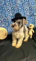 Piper's male #2, a male Miniature Schnauzer for sale in Frankston, TX – 1 of 8