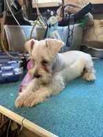 Misty female #1, a female Miniature Schnauzer for sale in Frankston, TX – 4 of 8