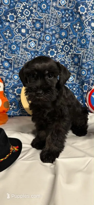 Remi male #3 – Miniature Schnauzer puppy for sale in Frankston, TX