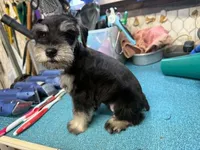 Piper's male #1, a male Miniature Schnauzer for sale in Frankston, TX – 3 of 4