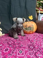 Charley's female , a female Miniature Schnauzer for sale in Frankston, TX – 8 of 8