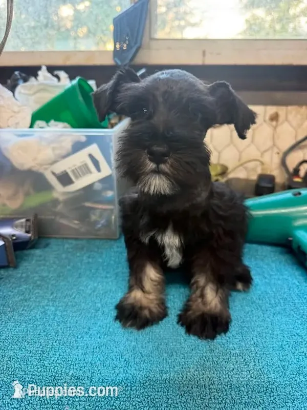 Miley Piper #4 – Miniature Schnauzer puppy for sale in Frankston, TX