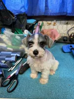 Piper's male #2, a male Miniature Schnauzer for sale in Frankston, TX – 2 of 5