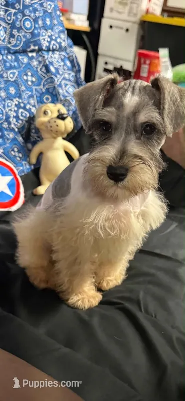 Piper's male #2 – Miniature Schnauzer puppy for sale in Frankston, TX