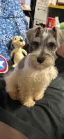 Piper's male #2, a male Miniature Schnauzer for sale in Frankston, TX – 4 of 8