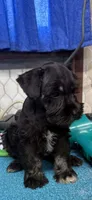 Remi female #1, a female Miniature Schnauzer for sale in Frankston, TX – 4 of 6