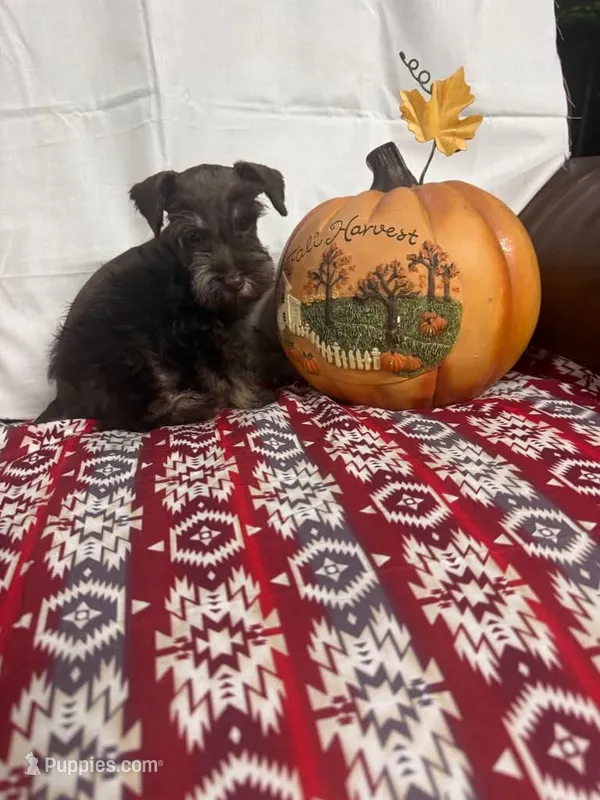 Miley Piper #4 – Miniature Schnauzer puppy for sale in Frankston, TX