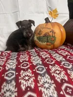Destiny #4, a male Miniature Schnauzer for sale in Frankston, TX – 1 of 3