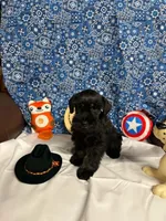 Remi male #3, a male Miniature Schnauzer for sale in Frankston, TX – 1 of 9