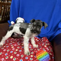 Emma's male #3, a male Miniature Schnauzer for sale in Frankston, TX – Photo 1 of 10