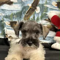 Emma's male #3, a male Miniature Schnauzer for sale in Frankston, TX – Photo 7 of 10