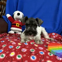 Emma's male #3, a male Miniature Schnauzer for sale in Frankston, TX – Photo 10 of 10