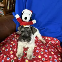 Emma's male #3, a male Miniature Schnauzer for sale in Frankston, TX – Photo 5 of 10