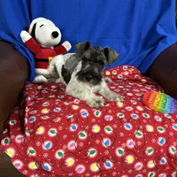 Emma's male #3, a male Miniature Schnauzer for sale in Frankston, TX – Photo 8 of 10