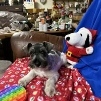 Emma's male #3, a male Miniature Schnauzer for sale in Frankston, TX – Photo 2 of 10