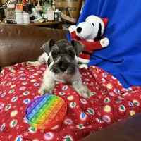 Emma's male #3, a male Miniature Schnauzer for sale in Frankston, TX – Photo 4 of 10