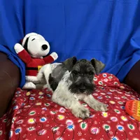 Emma's male #3, a male Miniature Schnauzer for sale in Frankston, TX – Photo 6 of 10