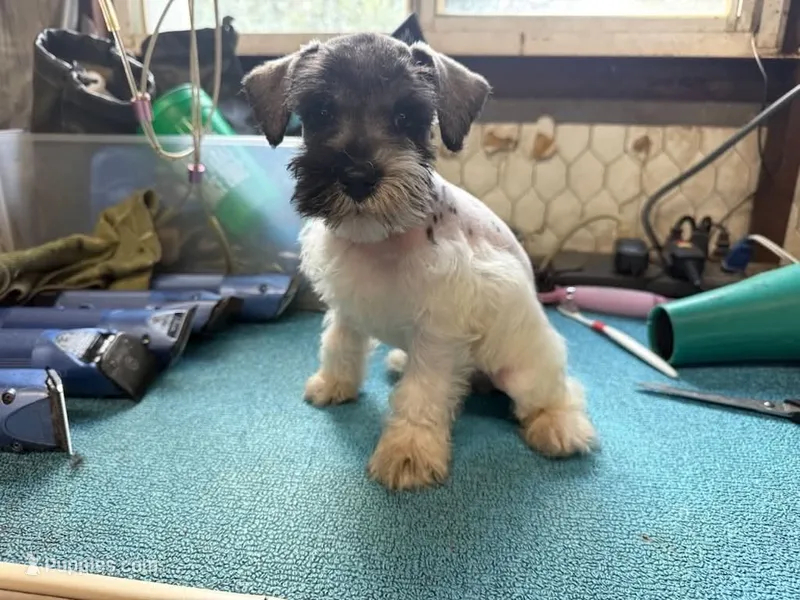Miley Piper #1 – Miniature Schnauzer puppy for sale in Frankston, TX