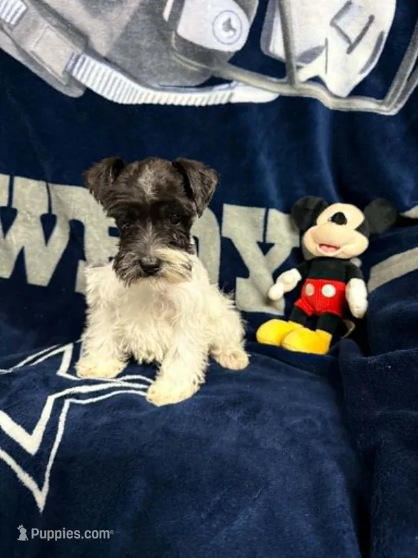 Austin's Parti male – Miniature Schnauzer puppy for sale in Frankston, TX